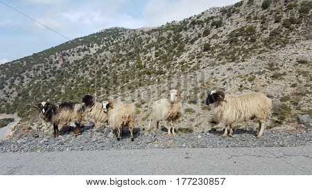 Carneros en el Monte Ida, Isla de Creta