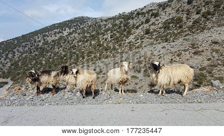 Group of wild goats in the mountains of Crete