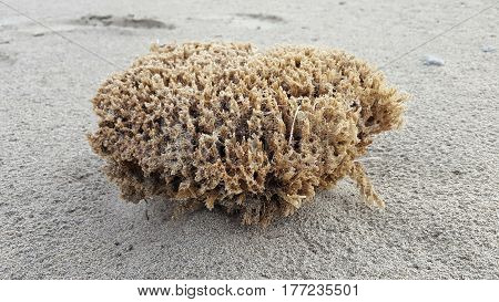 Sponge at the Beach of Xerokampos, Isle of Crete