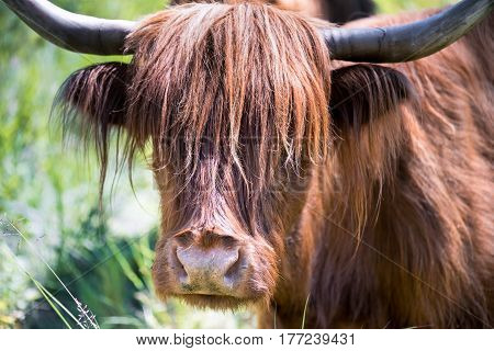 Scottish highland cattle in the mountains - A red-brown Scottish Highland cattle with large horns
