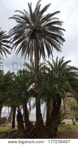 Palmtrees at the beach of Vai, Crete