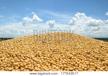 Many Freshly Harvested Soy Beans