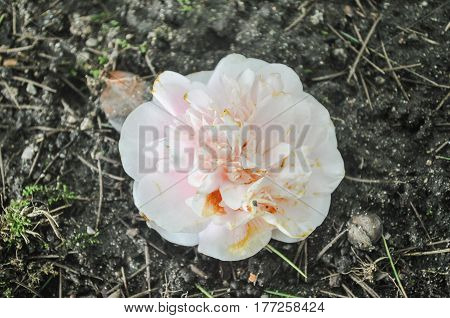 British Columbia,Canada-March 21 2017:Pink Rose fell off in the ground.