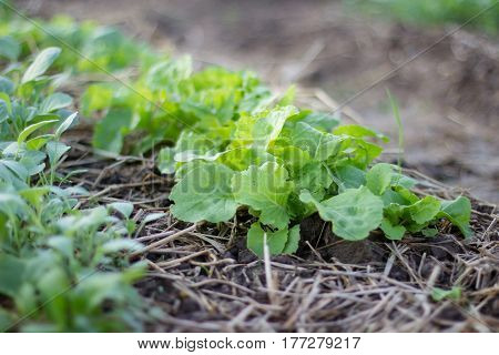 fresh vegetable on the vegetable garden agriculture grow the vegetable