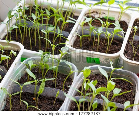 Small plants in plastic containers sprouting from seed