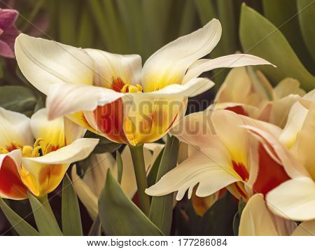 Yellow with red tulips grow and bloom in the garden