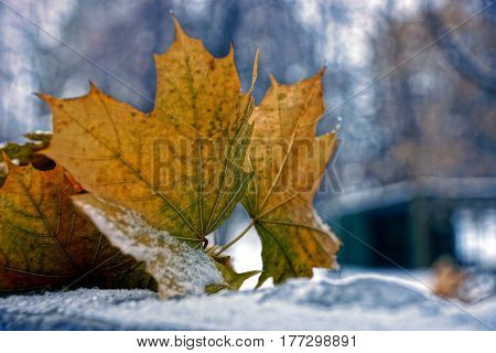 Dry leaves of maple in the snow