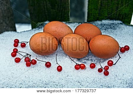 Chicken eggs and berries of Viburnum in the snow