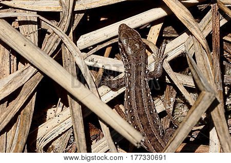 Gray lizard in dry grass in the forest