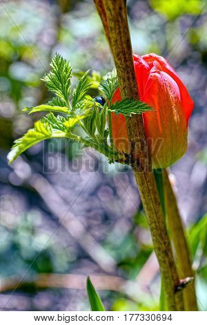 Bud of a tulip on a green background