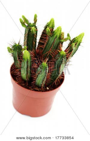 lindo verde cactus em vaso em branco - flores e plantas