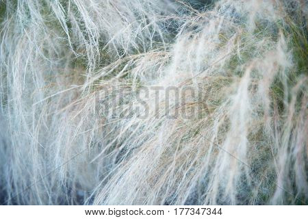 Feather grass, soft focus. Beautiful abstract nature background of kovyl.