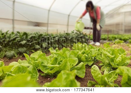 Young woman watering green salad in greenhouse in springtime.