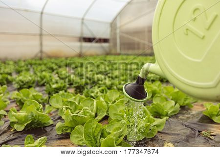 Young woman watering green salad in greenhouse in springtime.