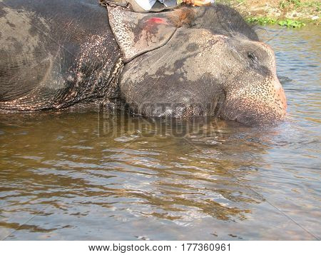 Indian Elephant Taking A Bath In The River.
