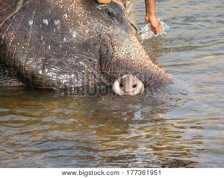 Indian Elephant Taking A Bath In The River.