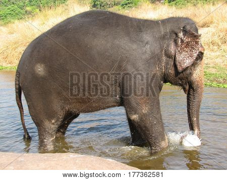 Indian Elephant Taking A Bath In The River.