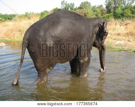 Indian Elephant Taking A Bath In The River.