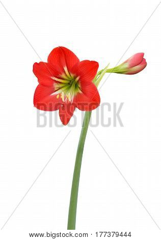 Amaryllis Baby Star Flower Isolated on White Background