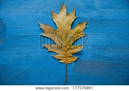 Oak tree leaf on a rustic wooden background. Oak tree leaves. Texture and background of oak tree leaf. Wooden background. Oak tree leaf isolated over blue background. Texture for designers.