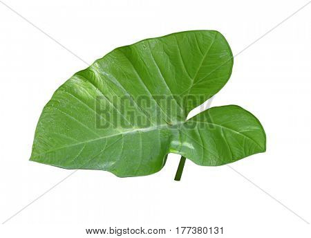 Single taro leaf isolated on white background