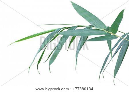 Fresh Bamboo leaves on branch isolated on white background