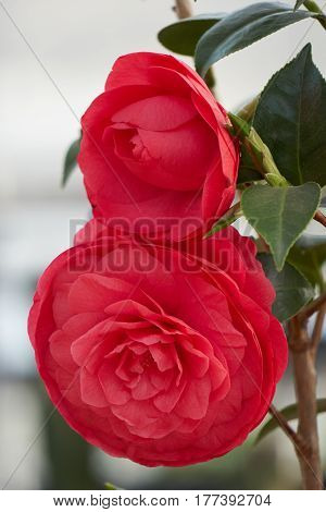 red peonia flower in bloom in spring
