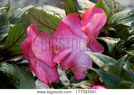 Begonia Flower In Spring