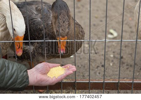 A Man Is Feeding A Poultry Bird With A Dump From His Hand