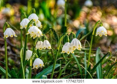 Snowflake, First Flowers Of Spring