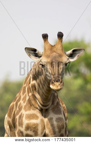 Image of a giraffe head on nature background. Wild Animals.