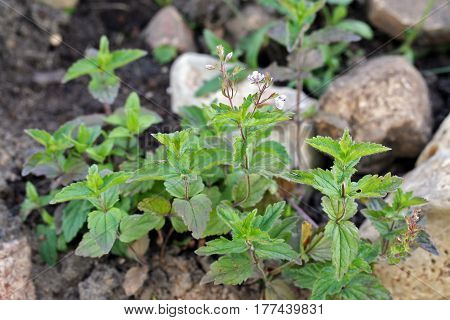 Veronica Chamaedrys Plant