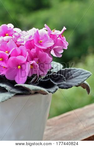 Saintpaulias (african Violets, Saintpaulia Ionantha)