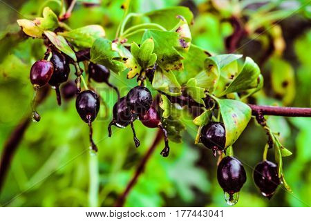 Natural background of ripening berries crandall. Golden currant with drops after rain. Ribes aureum. Selective focus.