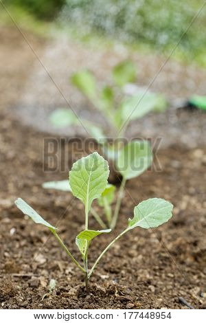 Closeup of newly planted broccoli seedlings in freshly ploughed garden bed. Organic gardening healthy food agriculture nutrition and diet background and concept.