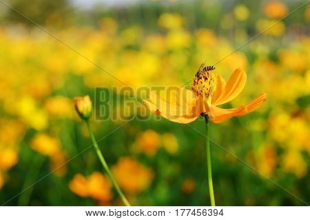The yellow Cosmos with bee in summer garden.