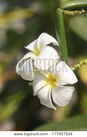 White plumeria flowers in a bright, sunny day.