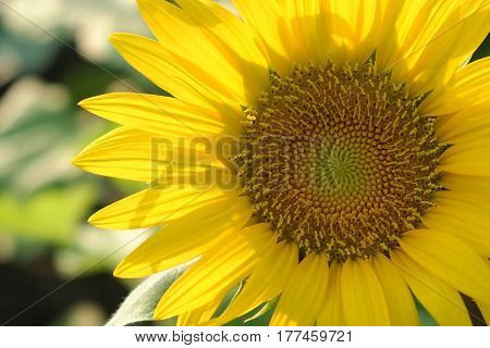 The sunflower close up in the summer.