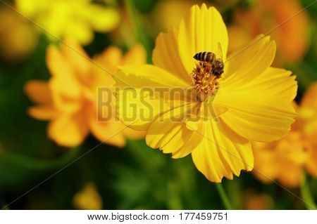 The yellow cosmos with bee summer garden.