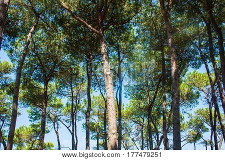 Pine trees park on Seashore of city Alba Adriatica in Italy nature background