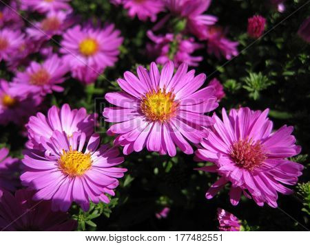 Beautiful pink bushy aster flower in a natural garden environment - sunny bright scene