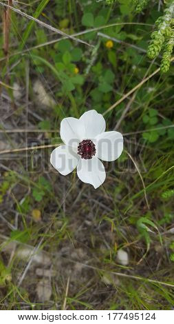 small flower on the side of the road