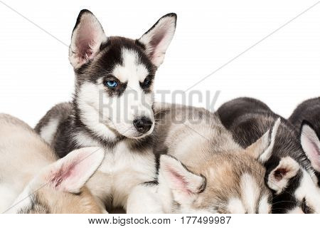 group of happy siberian husky puppies on white. Beautiful puppies. One puppy looks at the camera while the others sleep