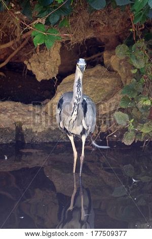 Grey heron standing in the lake Maksimir, Zagreb, Croatia