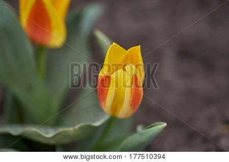 Colorful Tulip Flower, Tulip Flower And Green Leaves Background With Sunlight.