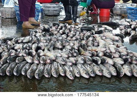 Grey Mullet Fish For Sale At The Fish Market