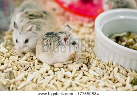 Hamsters