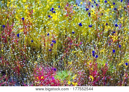 Drosera indica Linn.flower beautiful mix with Utricularia bifida in the Mukdahan Nation Park Thailand.