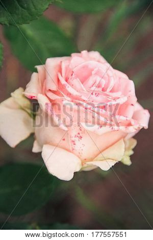 Bud of a pink rose on a green background