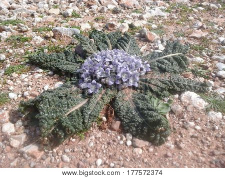 Wild flower on the Island of Crete